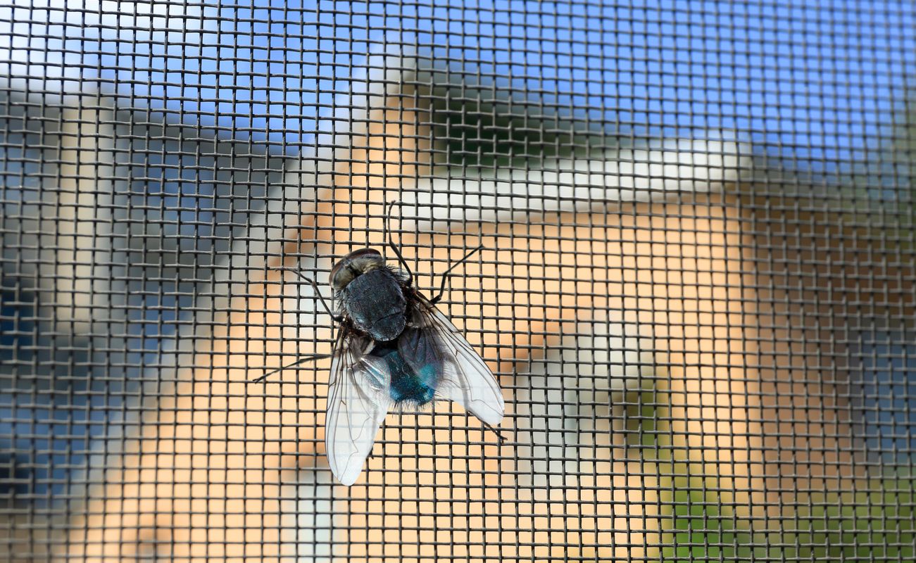 Insektenschutz